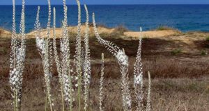 אתר המעגל לחינוך וולדורף לגיל הרך בישראל | סתיו - לקט סיפורים